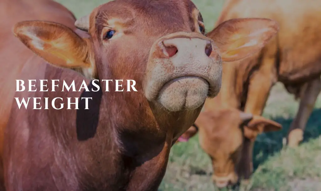 How Much Do Beefmaster Cattle Weigh
