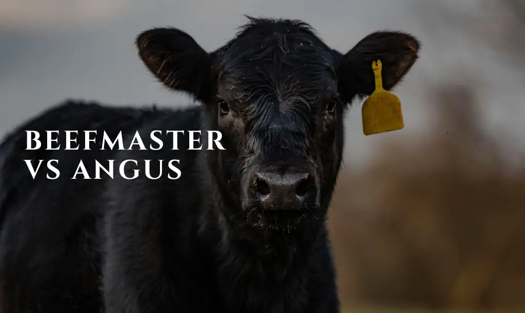 Beefmaster Vs Angus
