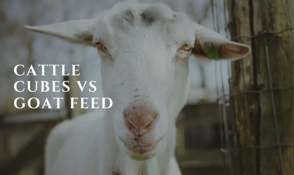 Can Goats Eat Cattle Cubes