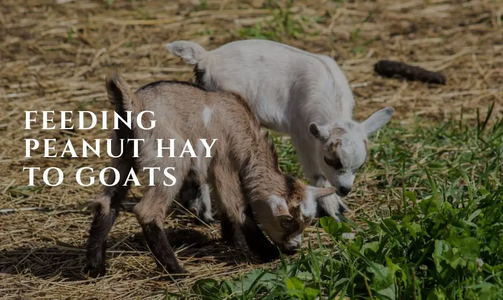 Is Peanut Hay Good For Goats