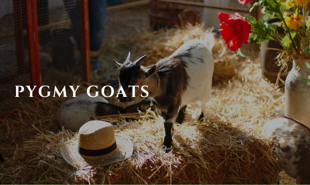 Can You Eat Pygmy Goats