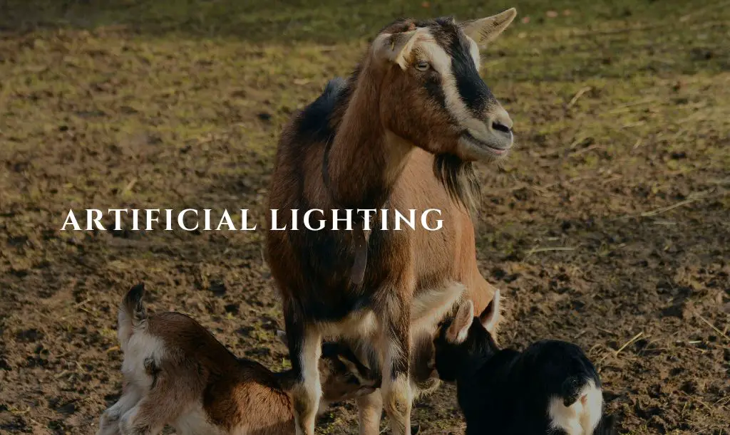 Do Goats Need Light At Night