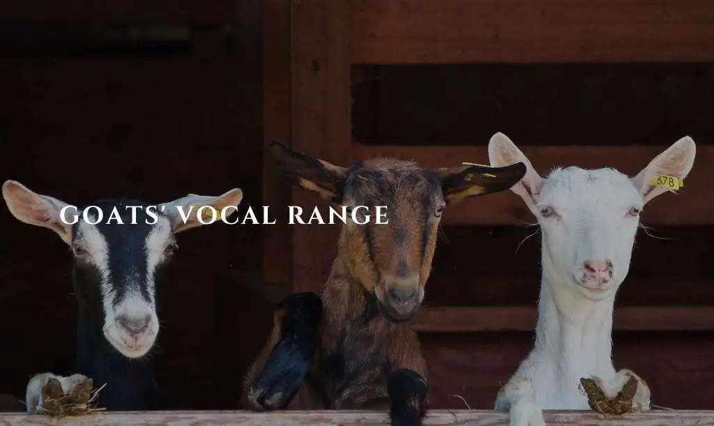 Do Goats Sound Like Humans