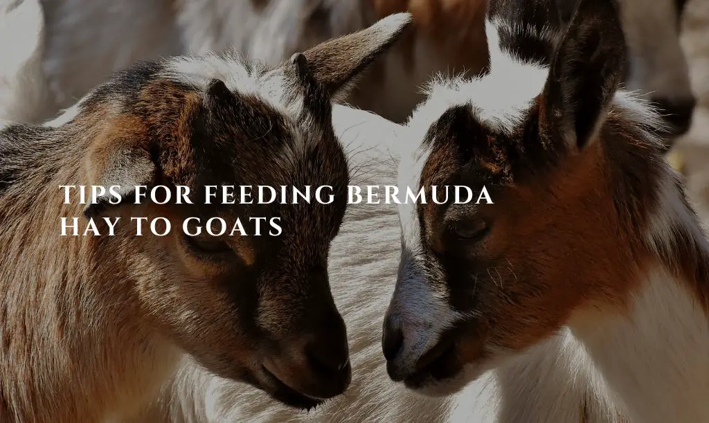 Is Bermuda Hay Good For Goats