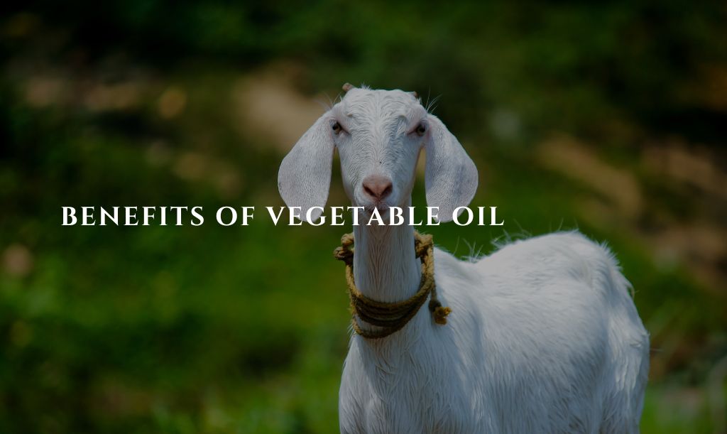 Vegetable Oil For Constipated Goat 