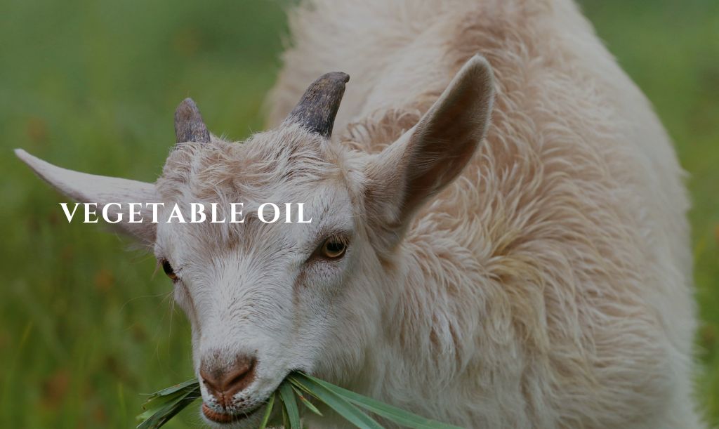 Vegetable Oil For Constipated Goat 