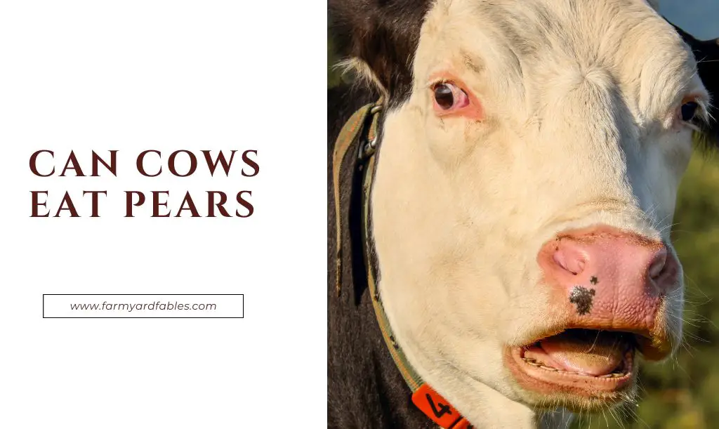Can Cows Eat Pears