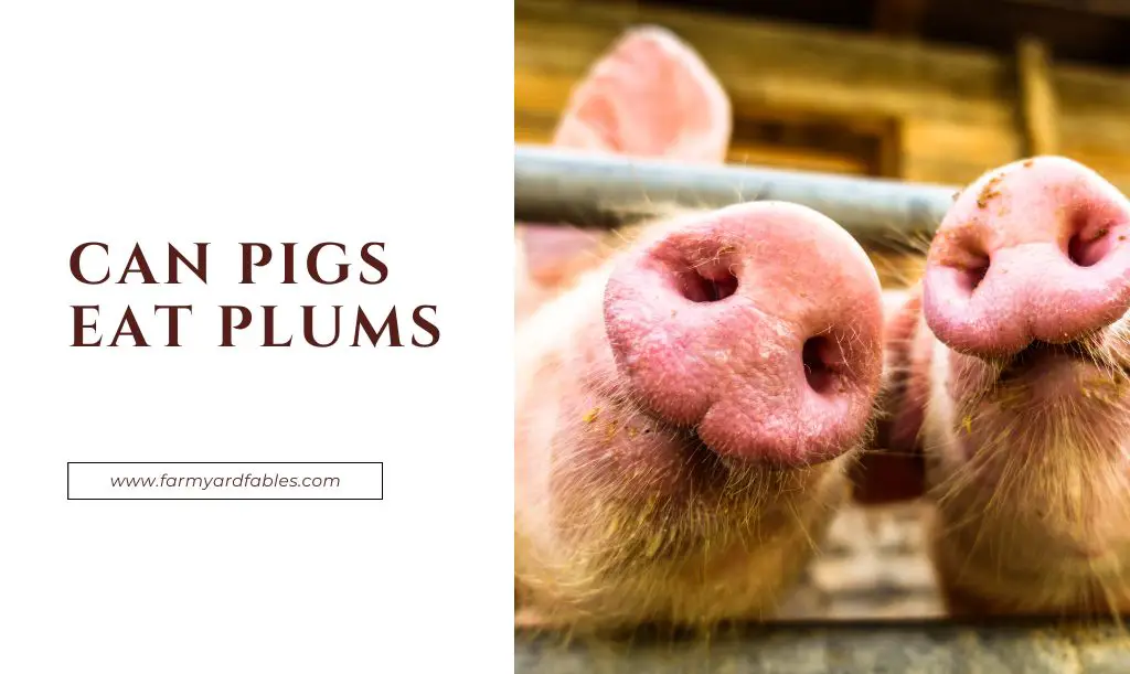 Can Pigs Eat Plums