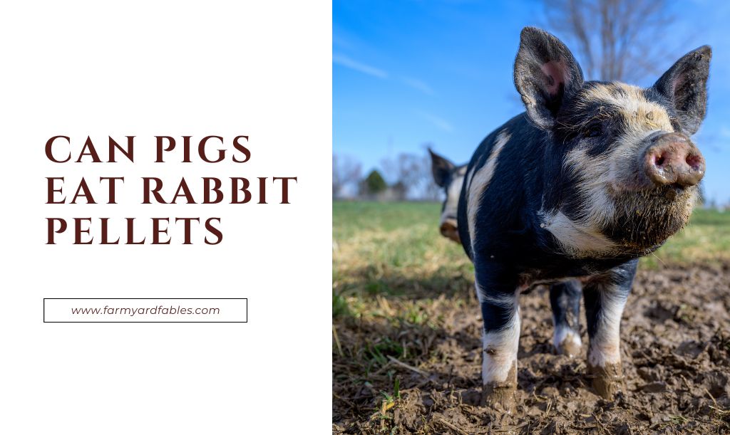 Can Pigs Eat Rabbit Pellets
