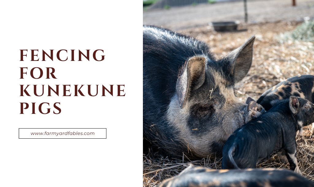 Fencing For Kunekune Pigs