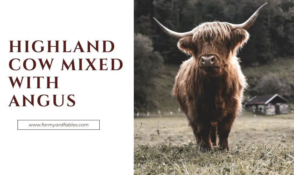 Highland Cow Mixed With Angus