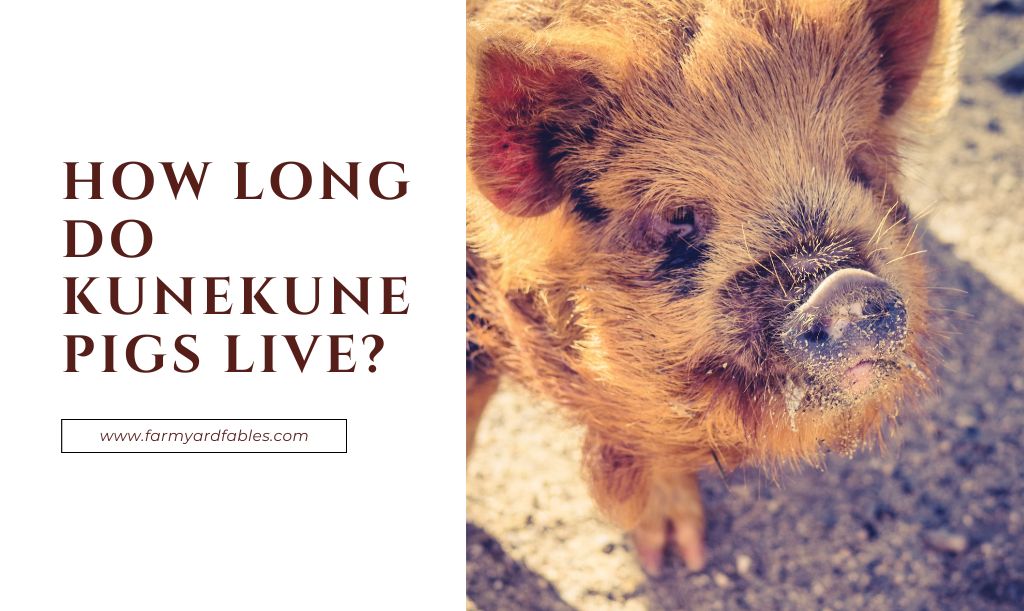 How Long Do Kunekune Pigs Live