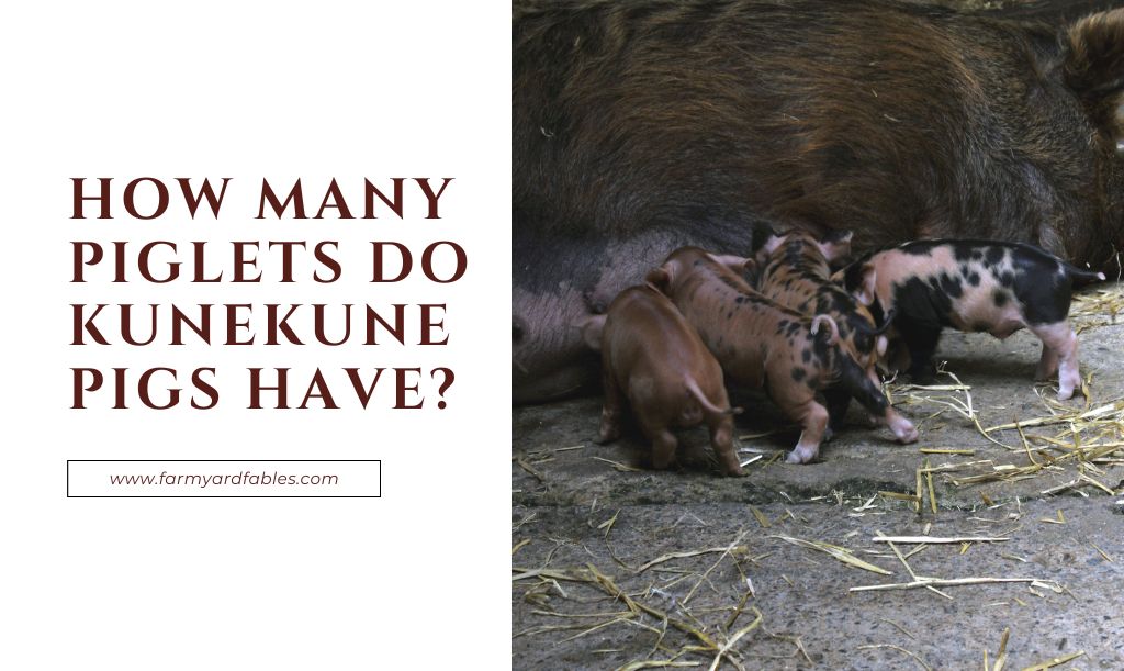 How Many Piglets Do Kunekune Pigs Have