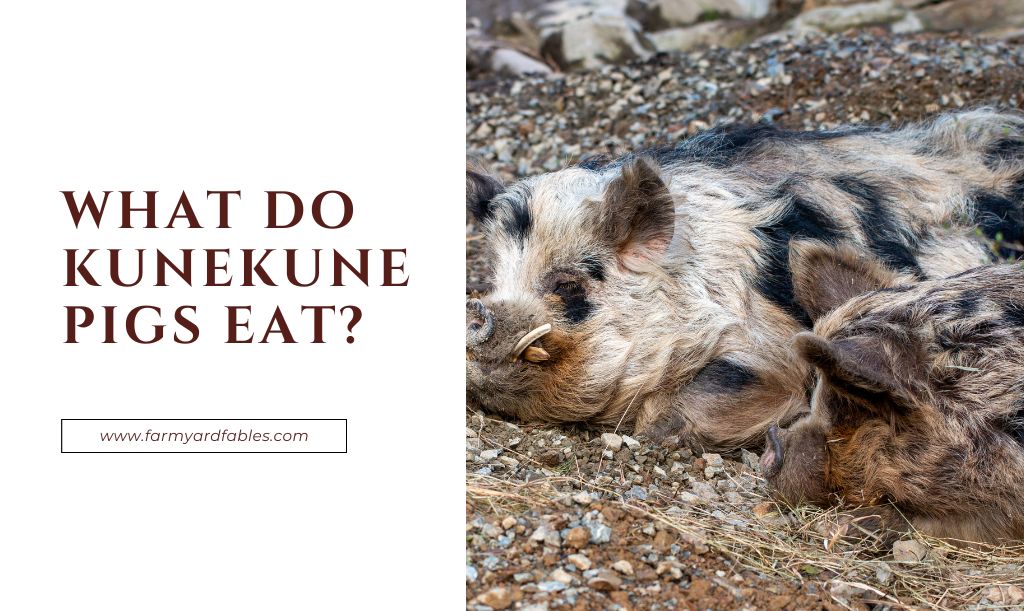 What Do Kunekune Pigs Eat