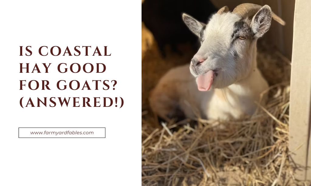 Is Coastal Hay Good For Goats