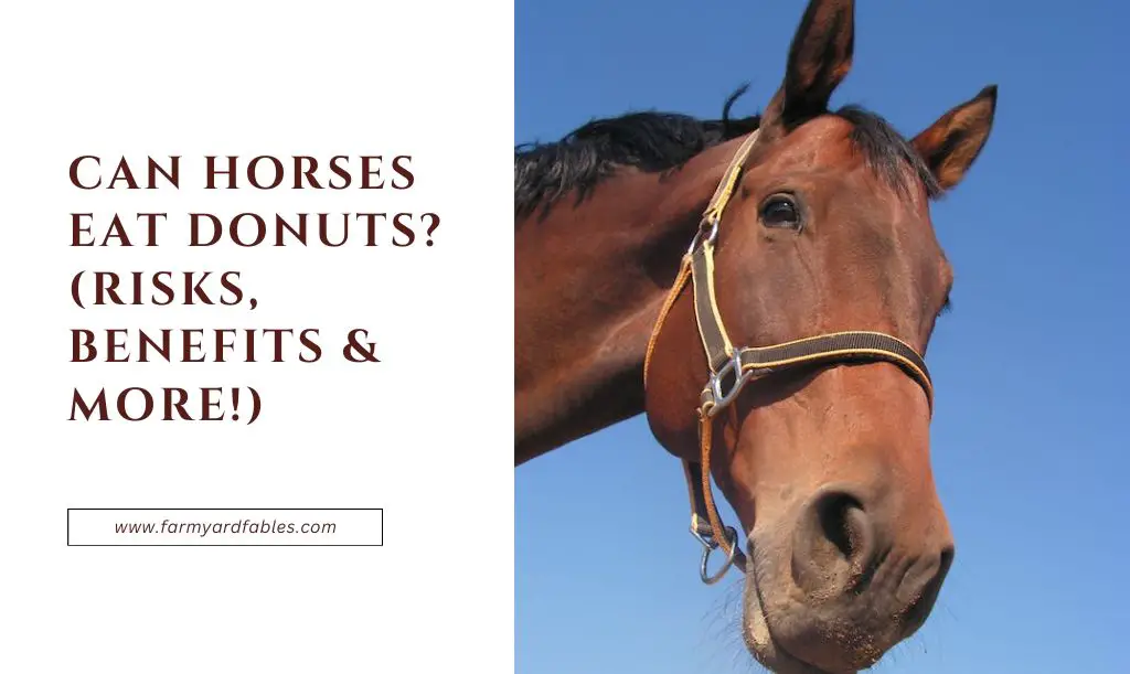 Can Horses Eat Donuts