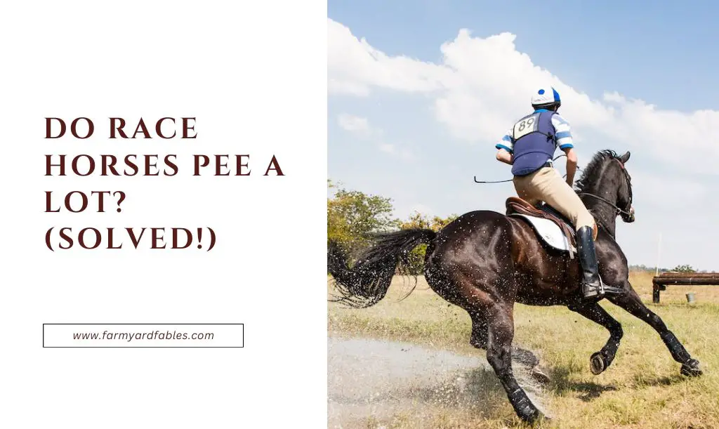 Do Race Horses Pee A Lot