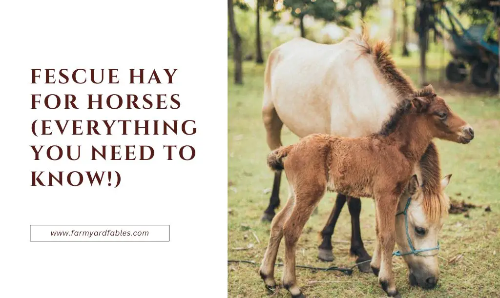 Fescue Hay For Horses
