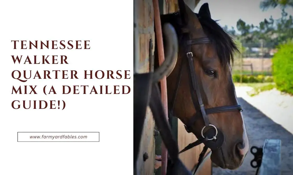 Tennessee Walker Quarter Horse Mix